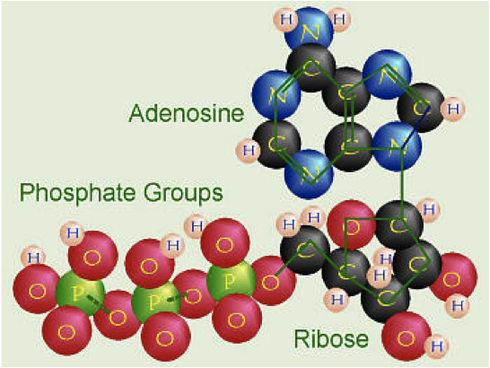 ATP molecule